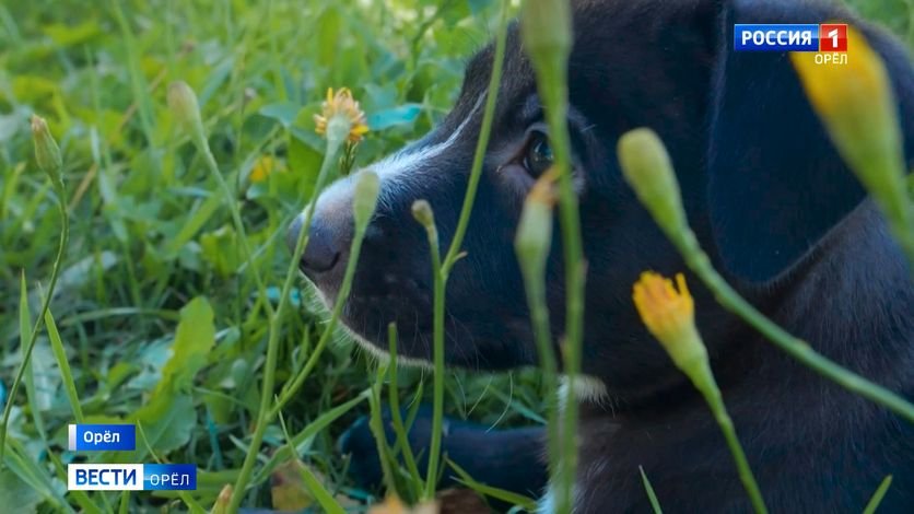 Щенок Соледар, спасенный из Бахмута, учится охранять стадион Ленина в Орле