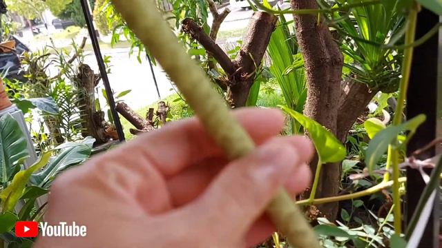 ALOCASIA ZEBRINA DIKENAL KELADI ULAR смотреть онлайн