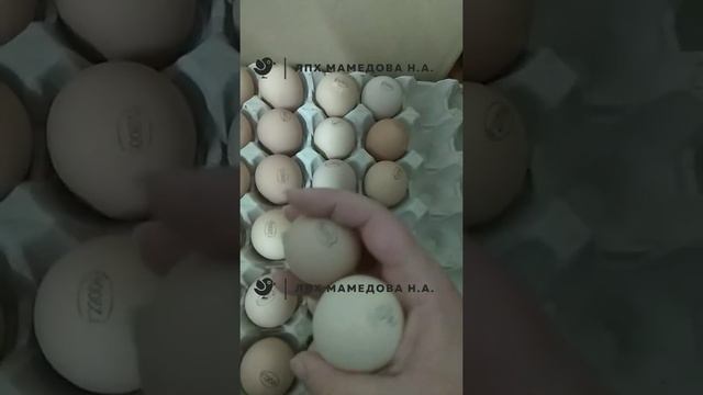 Инкубационное яйцо цесарки бройлерно Франция смотреть онлайн
