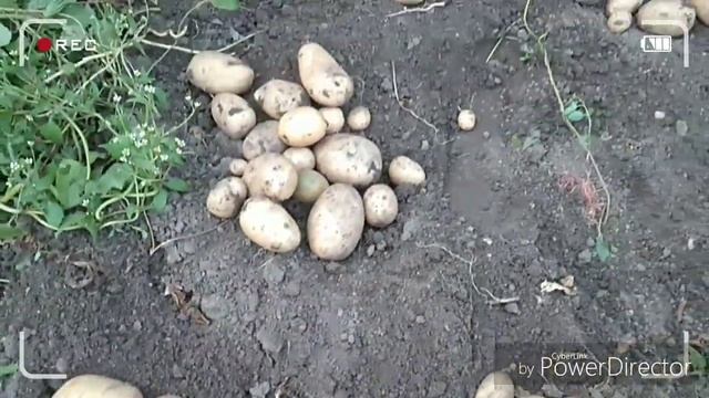 Картофель.Ранние урожайные сорта картофеля .Часть 1 смотреть онлайн