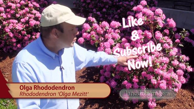 Olga Rhododendron смотреть онлайн