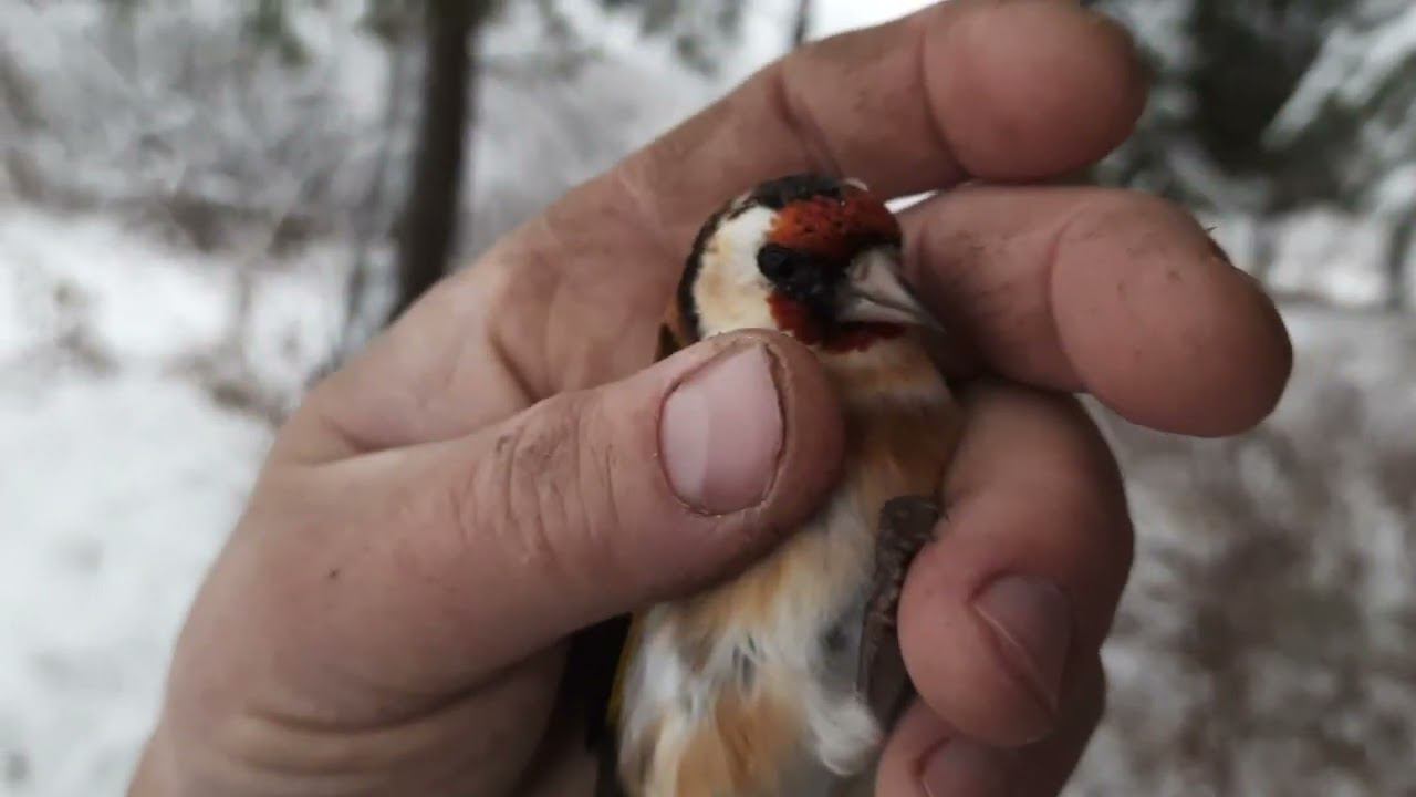 Ловля певчих птиц 5 ноября 2022 год. смотреть онлайн