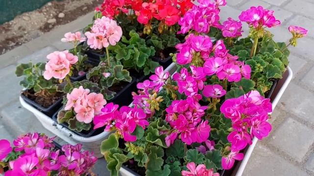 ПОСТАВИЛ ЦЕЛЬ И ИСПОЛНИЛ СВОЮ МЕЧТУ! смотреть онлайн