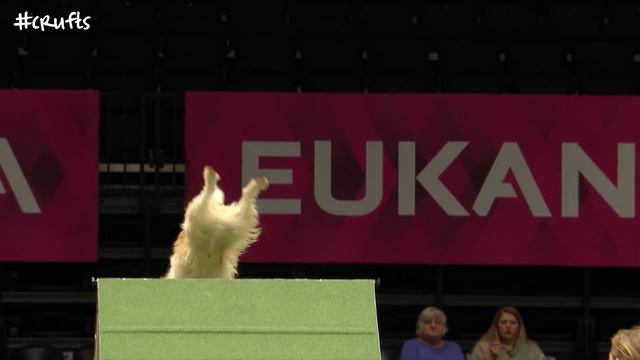 Hilarious Highlights from Rescue Dog Agility | Crufts 2017 смотреть онлайн