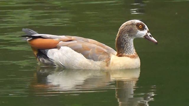 Panasonic SD80 "Ganzen" смотреть онлайн