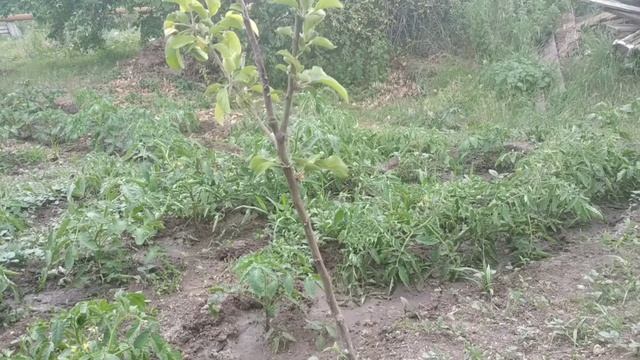 Когда саженец не растет после посадки. смотреть онлайн