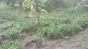 Когда саженец не растет после посадки.