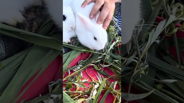 Дед Мазай и зайцы в Анапе😅💥 смотреть онлайн