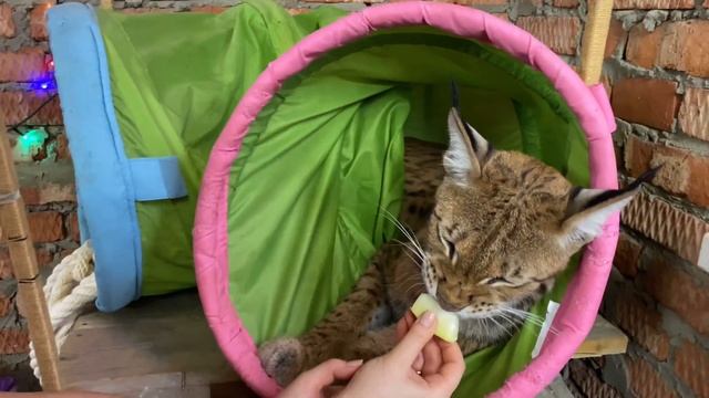 Рысь ест дыню. Кошачий футбол. смотреть онлайн