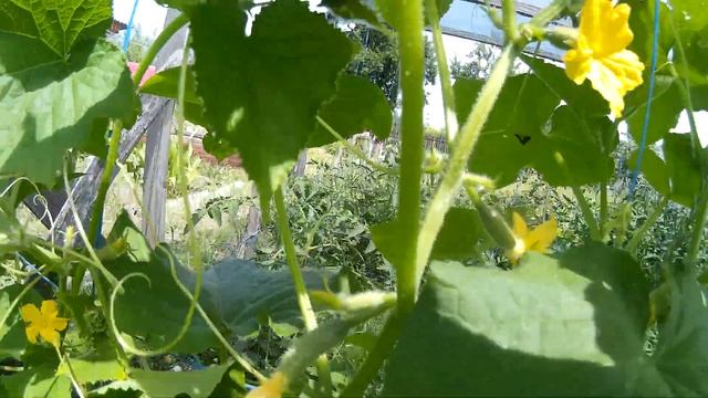 огурец Кибрия f1 смотреть онлайн