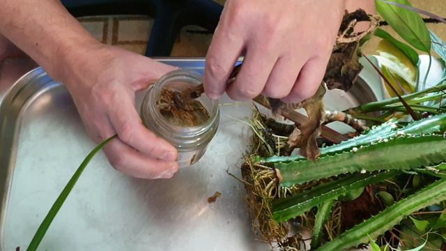 Десять месяцев в воде... Укоренение растений. смотреть онлайн