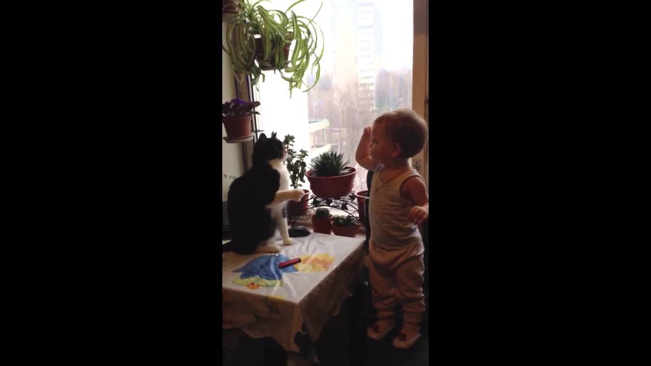 Cute Girl and Cat playing Patty Cake! (Девочка и кот играют в ладушки) смотреть онлайн