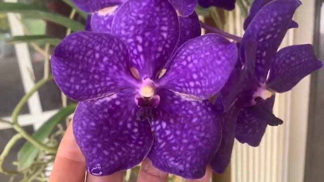 Orchid Blooms, Garden Update, No More Thrips! смотреть онлайн