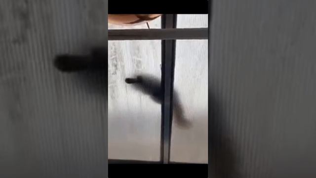 Котики смотреть онлайн