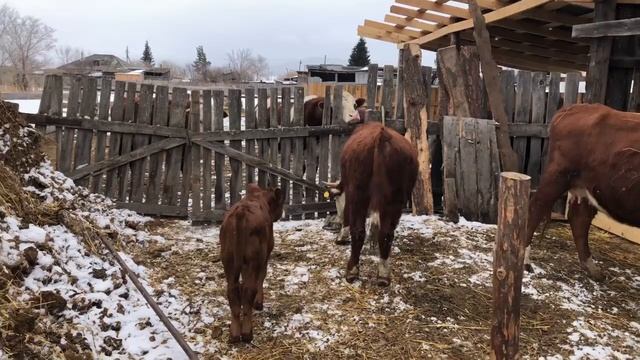 Замер бычков , вес в два года ? смотреть онлайн