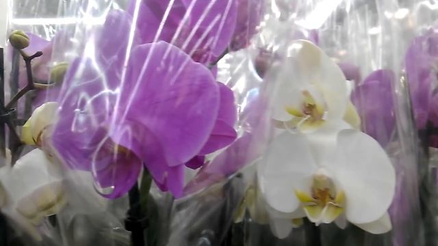 Свежие ОРХИДЕИ в ЛЕРУА МЕРЛЕН: Легато, Чармер, Претория (17.05.19). смотреть онлайн