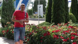 Как вырастить шикарные розы? Все секреты от посадки до цветения. Не растут розы, что делать?