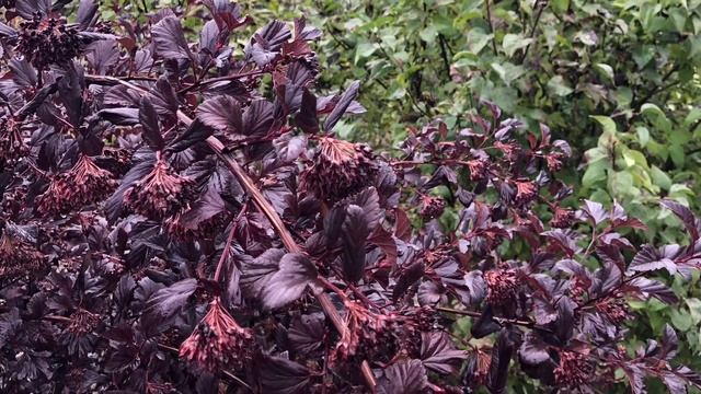 Стихотворение «Снова осень пришла в этот город...” смотреть онлайн