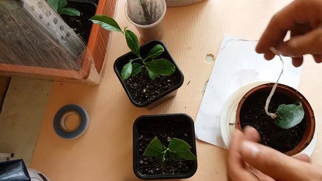 Результаты привики лимона, мандарина,и кумквата смотреть онлайн