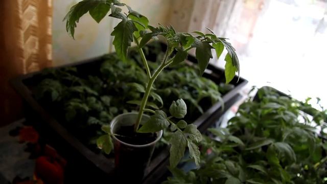 КАК УКРЕПИТЬ КОРНЕВУЮ СИСТЕМУ РАССАДЫ смотреть онлайн