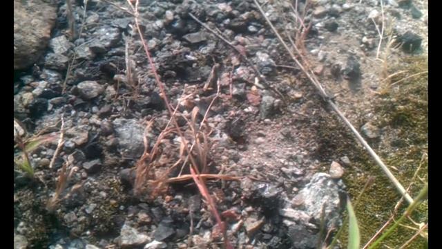 Как насекомое роет себе дом смотреть онлайн