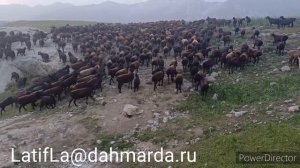 Гиссарские овцы Ходжи Наима