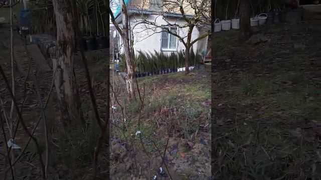 Траншейный способ (открытая корневая система) зимовки саженцев плодовых в Сочинском минипитомнике смотреть онлайн