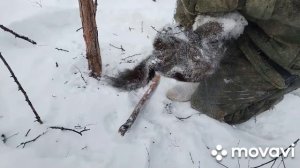 Промысел на соболя движуха пошла.