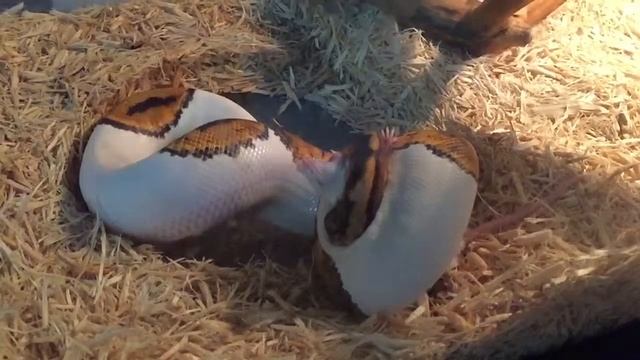 My Royal Python eating a mouse slow motion смотреть онлайн