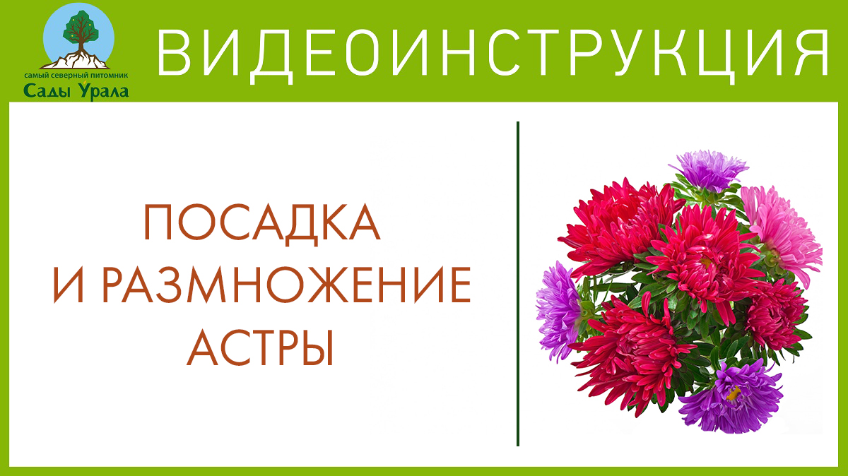 Астра многолетняя с Миролеевой А.Н. Телепередача Земля Уральская. Архив смотреть онлайн