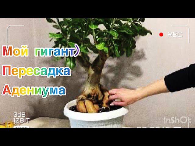 Адениум. Пересадка большого адениума. Мой гигант))) смотреть онлайн