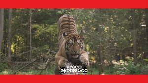 Руссо Экспрессо: Москва