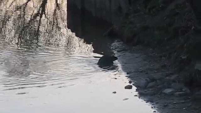 Бобр. Санкт-Петербург. 10 мая 2011 смотреть онлайн