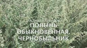 Полынь обыкновенная - Чернобыльник. Алефиров А.