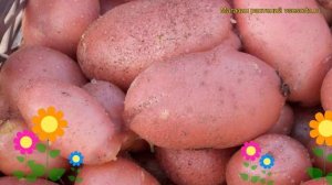 Картофель семенной Ред Скарлетт. Краткий обзор, описание характеристик Red Scarlett