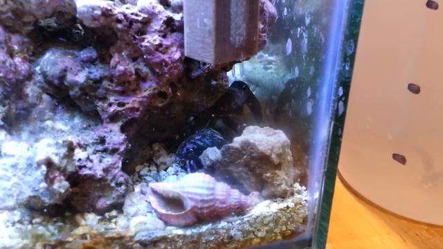 DIY Oxydator #2 смотреть онлайн