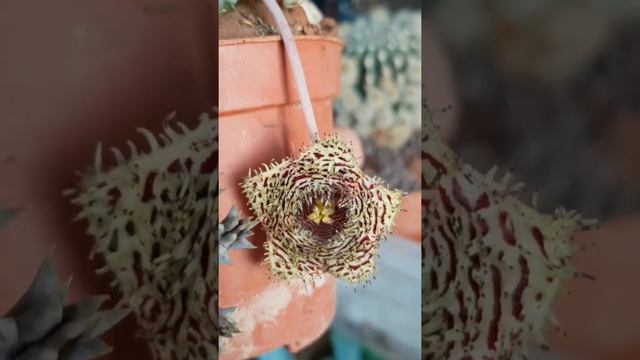 huernia hystrix - leş kaktüs - succulent flower - sukulent çiçeği - adana - tayland смотреть онлайн