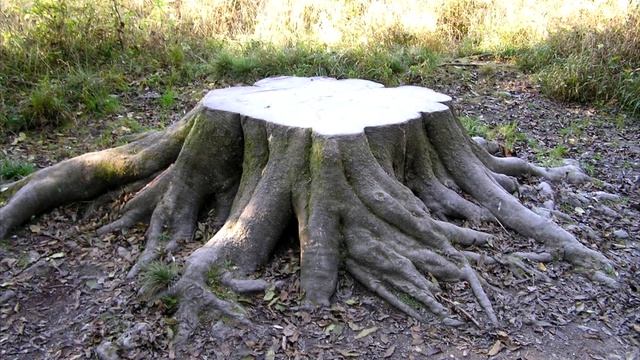 Как избавиться от пней без корчевания смотреть онлайн