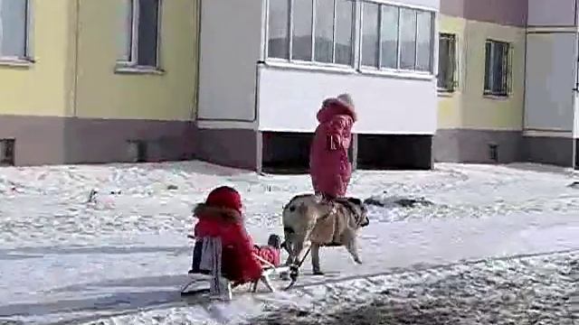 Кадебо катает на санках детей