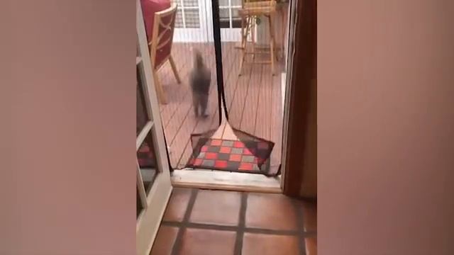 преколы прожывотных смотреть онлайн