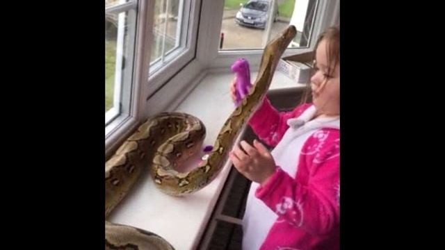 Маленькая девочка играла с ручным питоном. Через секунду произошло невероятное❗ смотреть онлайн