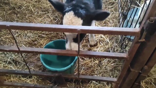 Содержание телят в телятнике. Кормление телят молоком смотреть онлайн