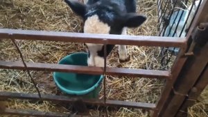 Содержание телят в телятнике. Кормление телят молоком