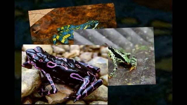 Clown Frog. Costa Rican Variable Harlequin Toad (Atelopus varius) смотреть онлайн