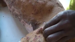Remove mango worms from dog - Remove mango worms from dog skin Удалите манговых червей с кожи собак