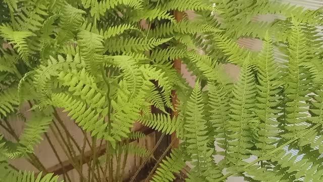 СКОРО ? НОЧЬ ИВАНА КУПАЛЫ ? смотреть онлайн