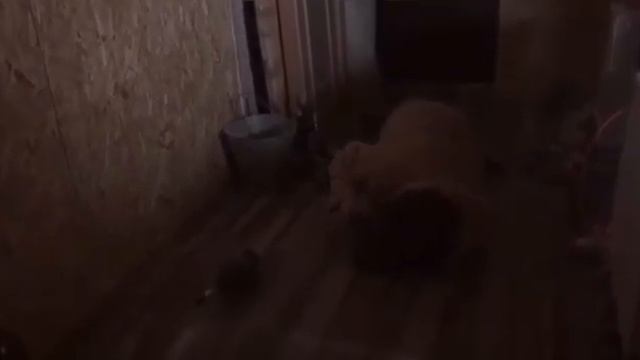 К/М Шуба смотреть онлайн