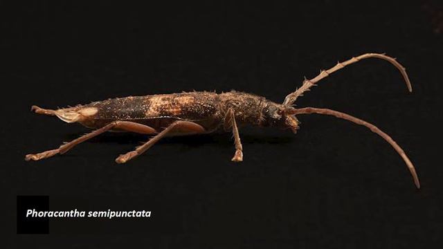 Agnès Villette Talk on Invasive Insects смотреть онлайн