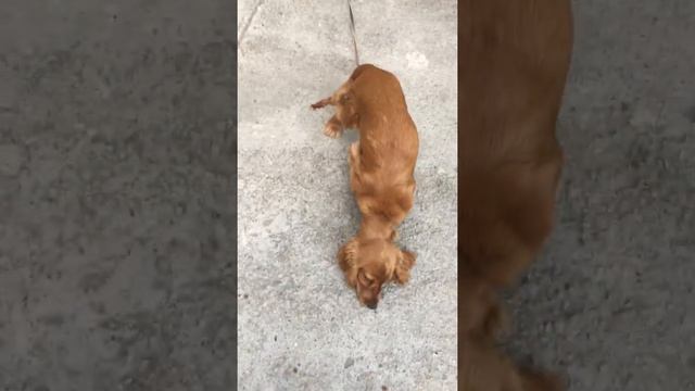 ტობის გაწრთვნა  ( დაჯდომა)