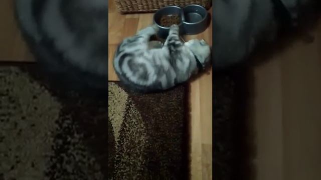 Кошка не хочет есть корм смотреть онлайн